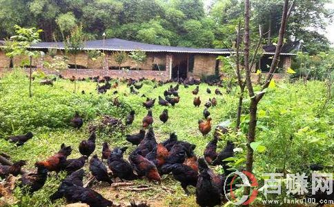 在農村怎么賺錢?看小伙子如何靠直播種地月入十萬 第1張